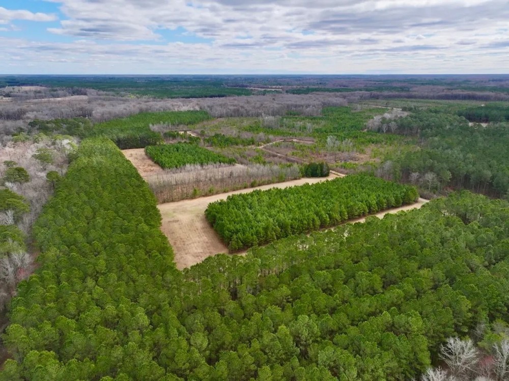 Lilley Farm - Investment Creek Frontage Timberland featured image