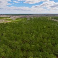 Lilley Farm - Investment Creek Frontage Timberland images 4