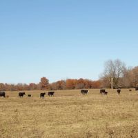 240 ACRES DUAL RANCH AND RECREATIONAL WEST images 2