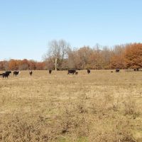 240 ACRES DUAL RANCH AND RECREATIONAL WEST images 3