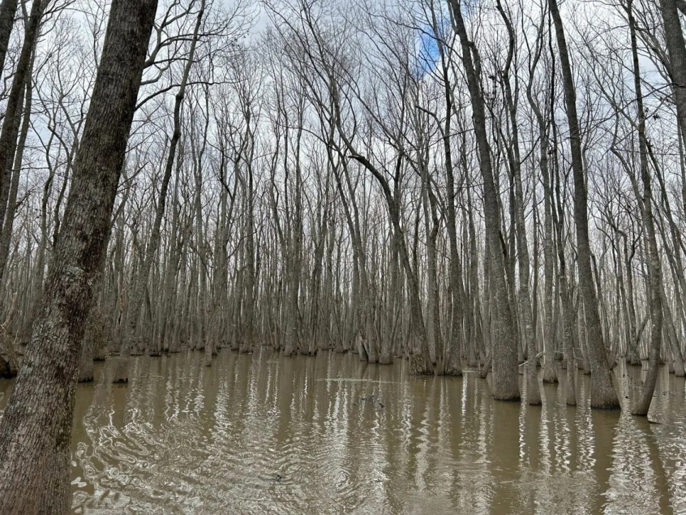 112 Acres in Holmes County MS featured image
