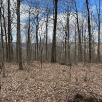126 -acres Unrestricted beautiful gently rolling wooded property. images 3