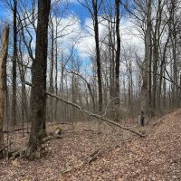 126 -acres Unrestricted beautiful gently rolling wooded property. images 4