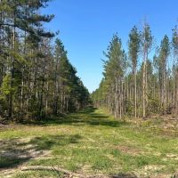100 Acres in Copiah County MS images 2