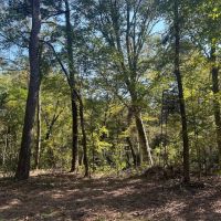 100 Acres in Copiah County MS images 4