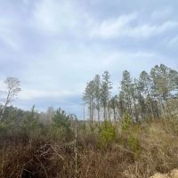 Two 16 Acre Tracts in Wayne County MS images 3