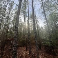 Two 16 Acre Tracts in Wayne County MS images 4