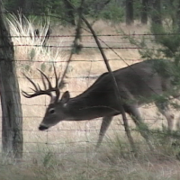 766 acres in Texas Hill Country