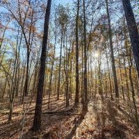 Gorgeous Wooded 9 Acre Homesite Opportunity in Wetumpka Lot 4 images 2