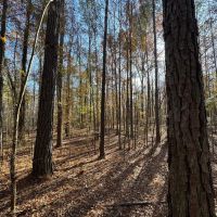 Gorgeous Wooded 9 Acre Homesite Opportunity in Wetumpka Lot 4 images 5