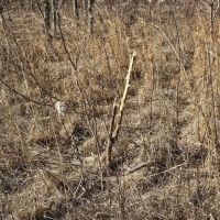 Ray County Building Acreage images 4