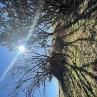 New Listing 141 Acres Taylor County images 4