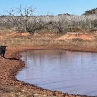 New Listing 141 Acres Taylor County images 5
