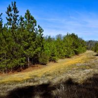 45 acres of Recreational Hunting Land for Sale in Edgecombe County NC images 3