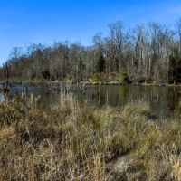 45 acres of Recreational Hunting Land for Sale in Edgecombe County NC images 4