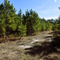 45 acres of Recreational Hunting Land for Sale in Edgecombe County NC images 5