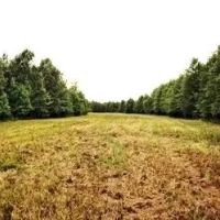 209 Acres in Carroll County in Greenwood MS images 2