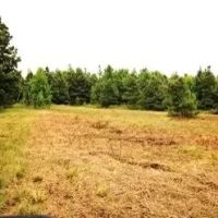 209 Acres in Carroll County in Greenwood MS images 5