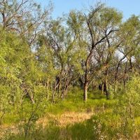 Back on the Market 140 - Acres Jones County images 5