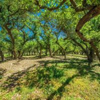 Kerr County Oak View Ranch W of Harper images 2