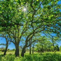 Kerr County Oak View Ranch W of Harper images 5