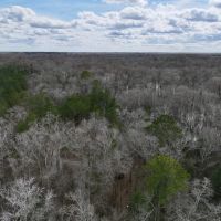 5.38 Acres of Creekfront Hunting and Recreational Land For Sale in Pitt County NC images 3