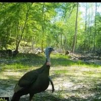 308 Acres in Tallahatchie County MS images 2