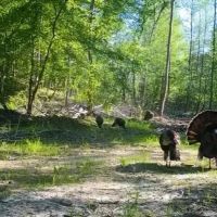 308 Acres in Tallahatchie County MS images 3