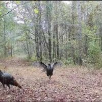 308 Acres in Tallahatchie County MS images 4
