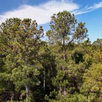 Waterfront Property for Sale Hyde County NC images 5