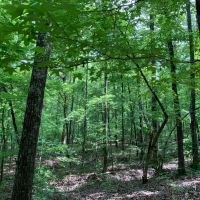 61.99 acres in Coweta County images 5