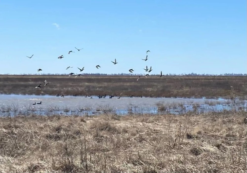 668 - Waterfowl club New Madrid Missouri featured image