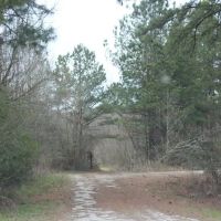 Chickasaw Bogue Hunting Property - 550 acres images 4