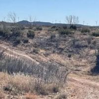 New Listing 100 Acres Taylor County images 1