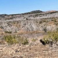 New Listing 100 Acres Taylor County images 2