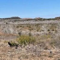 New Listing 100 Acres Taylor County images 4