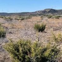 New Listing 100 Acres Taylor County images 5