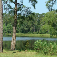 2,100 Acres Little River State Forest for Duck Hunting in Escambia, AL images 5