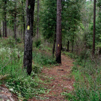 2,100 Acres Little River State Forest for Duck Hunting in Escambia, AL images 6