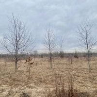 Rock Island county 44.98 acre WRP hunting tract images 2