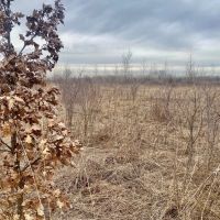 Rock Island county 44.98 acre WRP hunting tract images 3