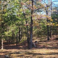Woods near Sardis Lake