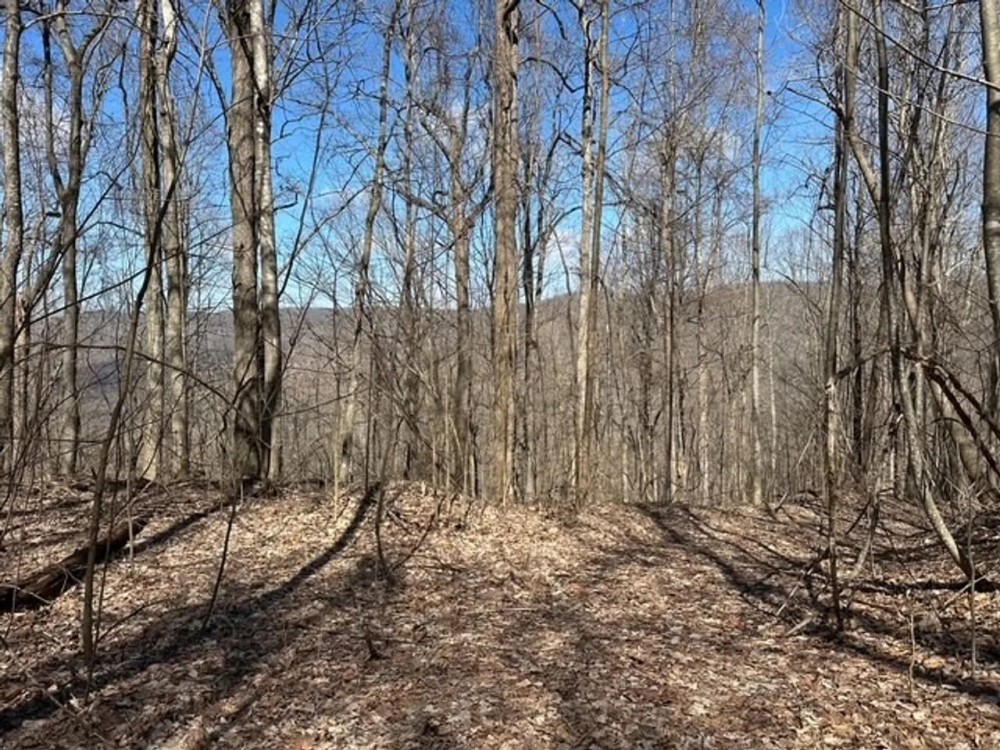 176 -acres Unrestricted wooded property. featured image