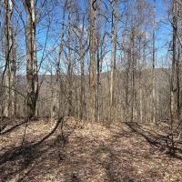 176 -acres Unrestricted wooded property.