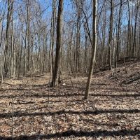 176 -acres Unrestricted wooded property. images 2