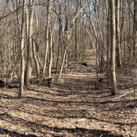 176 -acres Unrestricted wooded property. images 3