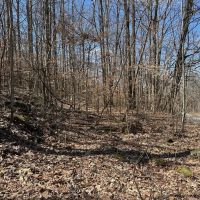 176 -acres Unrestricted wooded property. images 4