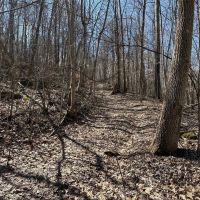 176 -acres Unrestricted wooded property. images 5