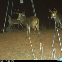 Annual hunting lease available on 3400 acres in the Vernon TX