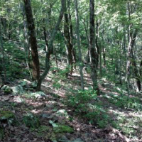 392,567 Acres Talladega National Forest for Deer Hunting in Bibb, AL images 5
